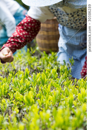 Japanese Tea Tea Leaves Sprouts New Tea Japanese Tea Tea Leaves Sprouts New Tea 30386289