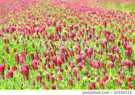 草莓蠟燭 草莓蠟燭 30386318