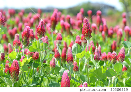 草莓蠟燭 草莓蠟燭 30386319