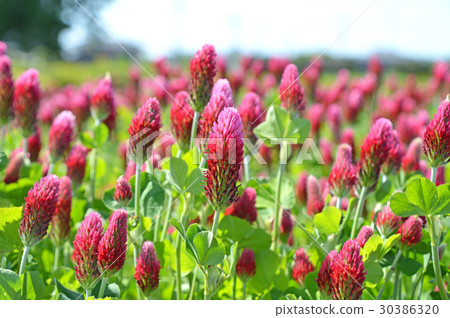 Strawberry candle 30386320