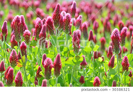 草莓蠟燭 30386321