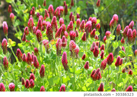 草莓蠟燭 30386323