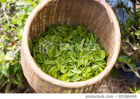 Japanese Tea Tea Leaves Sprouts New Tea Japanese Tea Tea Leaves Sprouts New Tea 30386488