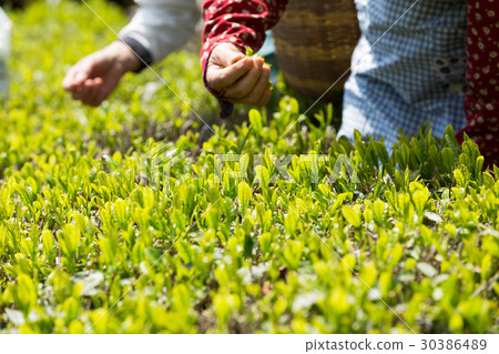 Japanese Tea Tea Leaves Sprouts New Tea Japanese Tea Tea Leaves Sprouts New Tea 30386489
