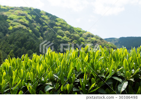 Japanese Tea Tea Leaves Sprouts New Tea 30386498