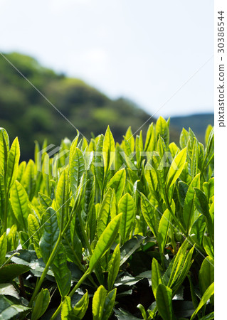 Japanese Tea Tea Leaves Sprouts New Tea 30386544