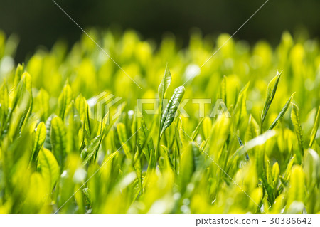 日本茶葉茶葉新芽茶 日本茶葉茶葉新芽茶 30386642