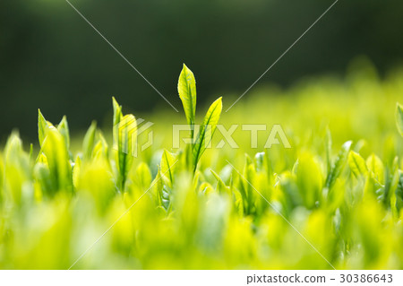 日本茶葉茶葉新芽茶 30386643