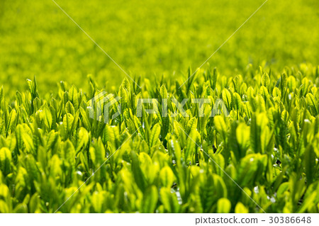 Japanese Tea Tea Leaves Sprouts New Tea 30386648