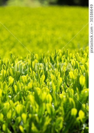 Japanese Tea Tea Leaves Sprouts New Tea 30386649