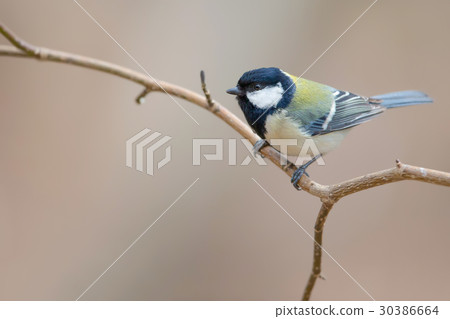 Tits titled Japanese Tit Tits titled Japanese Tit 30386664