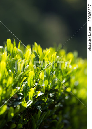 Japanese Tea Tea Leaves Sprouts New Tea 30386837