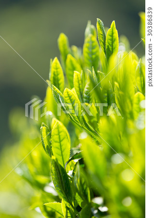 Japanese Tea Tea Leaves Sprouts New Tea 30386839