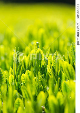 Japanese Tea Tea Leaves Sprouts New Tea 30386845