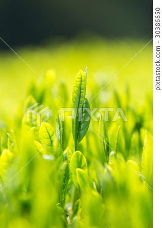 Japanese Tea Tea Leaves Sprouts New Tea 30386850