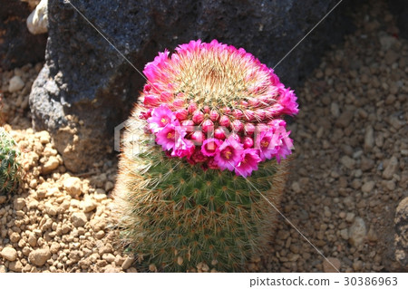 Cute cactus flowers 30386963