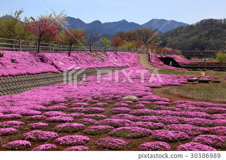 Misa cherry tree in the Tanigawa 30386989