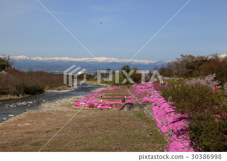 在Tanigawa的Misa櫻桃樹 在Tanigawa的Misa櫻桃樹 30386998