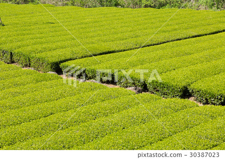Japanese Tea Tea Leaves Sprouts New Tea 30387023