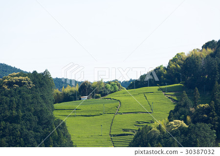 Japanese Tea Tea Leaves Sprouts New Tea 30387032