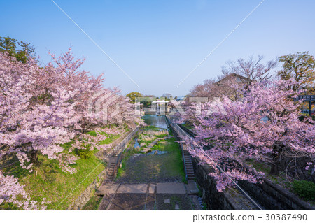 Cherry blossom at the Kyoto Biwako Canopy Memorial Museum Cherry blossom at the Kyoto Biwako Canopy Memorial Museum 30387490
