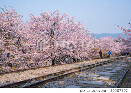 Cherry blossoms at Kyoto ink line Cherry blossoms at Kyoto ink line 30387502
