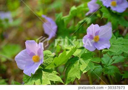 Shiraneeaoi 30387673