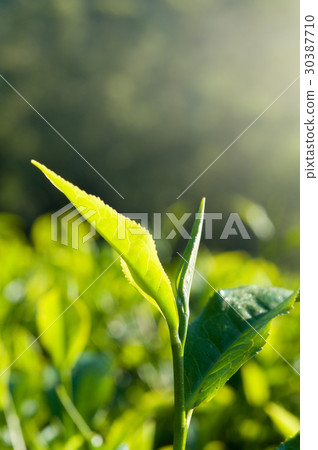 green tea close up, cameron higlands malaysia green tea close up, cameron higlands malaysia 30387710