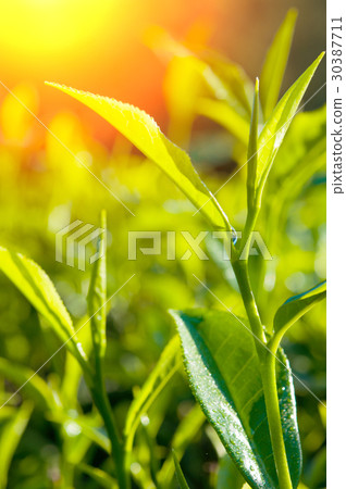 green tea close up, cameron higlands malaysia green tea close up, cameron higlands malaysia 30387711