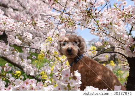 Cherry-blossom viewing  30387975