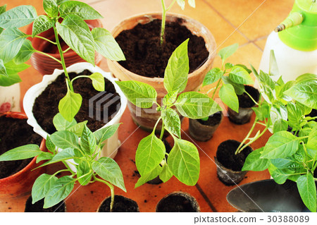 paprika seedling planting in pots indoor paprika seedling planting in pots indoor 30388089