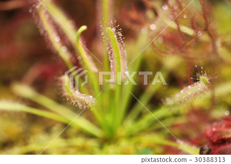 威爾士洋蔥 30388313