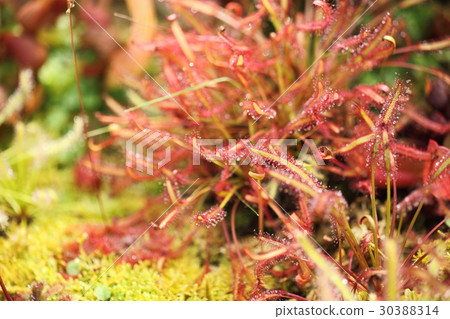 威爾士洋蔥 30388314