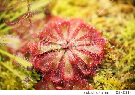 威爾士洋蔥 30388315