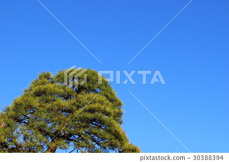 松樹 松樹 30388394