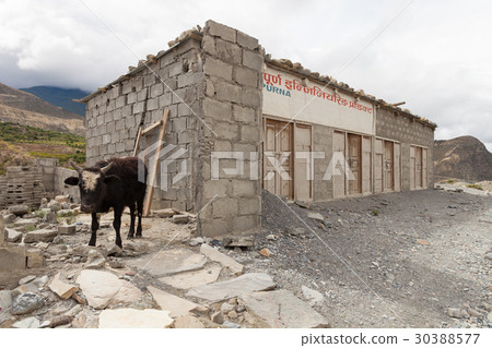 Cows walking on the local road near Jomsom, Nepal 30388577