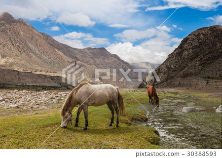 Himalayas mountains landscape, Annapurna range. Himalayas mountains landscape, Annapurna range. 30388593