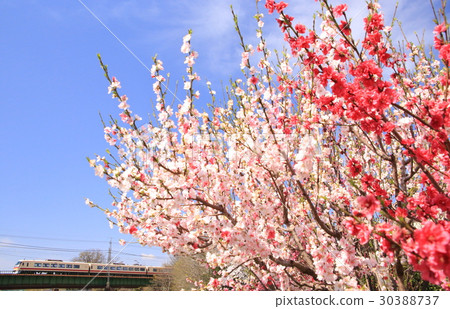 Seibu Red Arrow Classic and peach blossoms 30388737