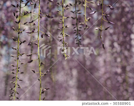 富士的萌芽 富士的萌芽 30388901