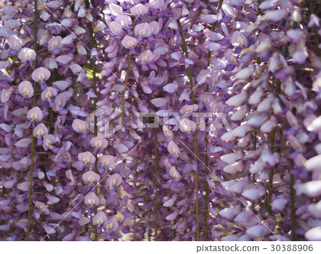  Wisteria flowers 30388906