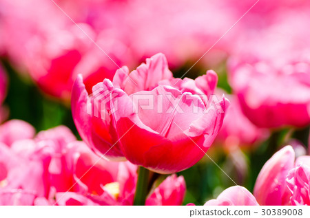 Beautiful parrot tulip with pink petals.  30389008