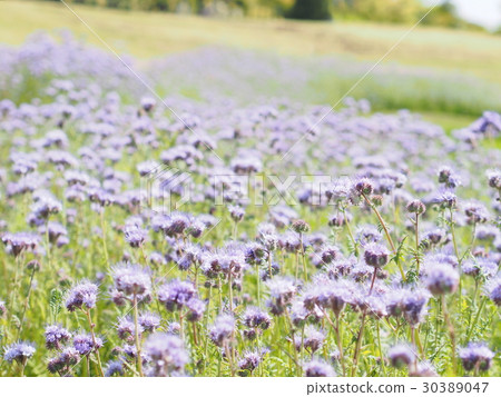Faselia Tanaketi Foria 30389047