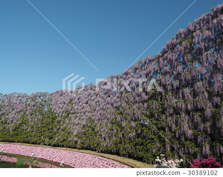 Murasaki紫藤屏幕 Murasaki紫藤屏幕 30389102