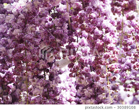 Yaji紫藤花 Yaji紫藤花 30389108