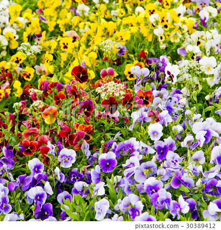 the flowers and garden the flowers and garden 30389412