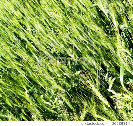 in iran cultivated farm 30389514