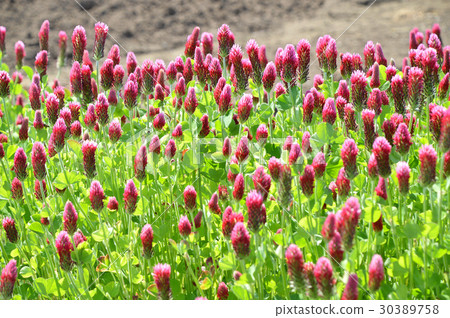 草莓蠟燭 30389758