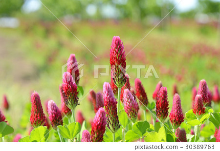 Strawberry candle Strawberry candle 30389763