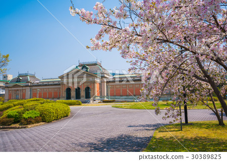 櫻花在京都國立博物館 30389825