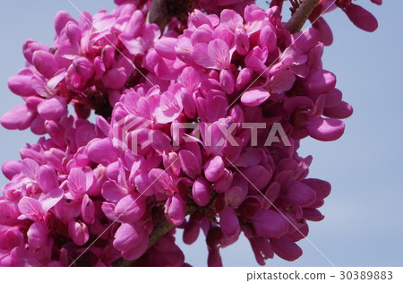 Hanazuo gather and saki 30389883